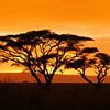 Coucher de soleil en Afrique sur la savane en Tanzanie sur Robin Jongerden