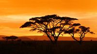 Zonsondergang in Afrika op de savanne in Tanzania