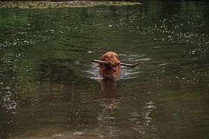 Wasserspiele am See mit einem braunen Magyar Vizsla Drahthaar.
