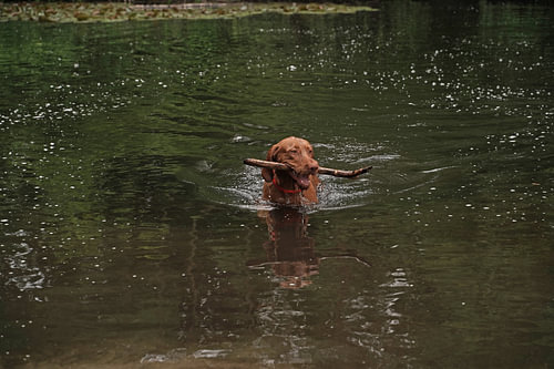 Waterspelletjes aan het meer met een bruine Magyar Vizsla draadhaar.