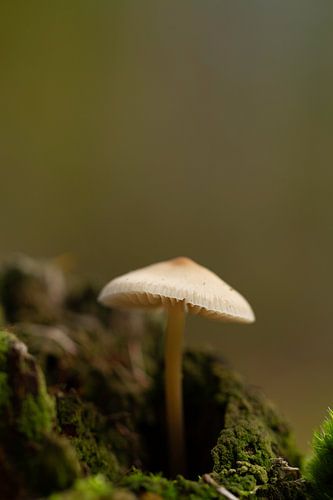 paddenstoel parasolzwam