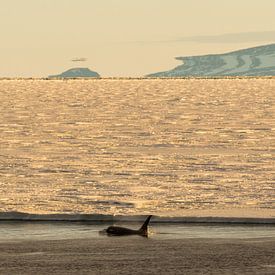 Orka in de ondergaande zon Antarctca van Family Everywhere