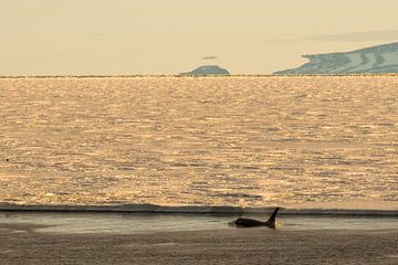 Orka in de ondergaande zon Antarctca