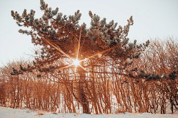 Dennenboom met zonnestralen in de duinen van Noordwijk van Yanuschka | Noordwijk Fine Art Fotografie