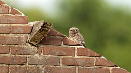 Junges Steinkäuzchen in der Abendsonne auf einer schrägen Mauer von Patrick van Bakkum