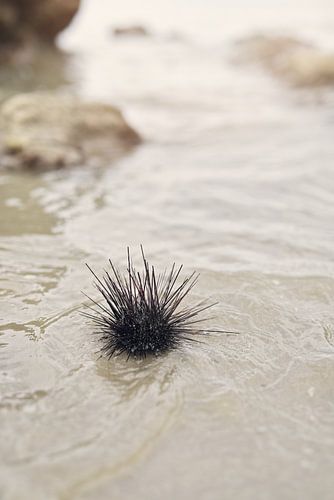 Sea urchin washed ashore