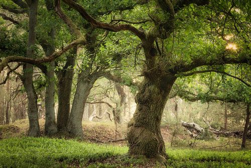 Forêt éternelle