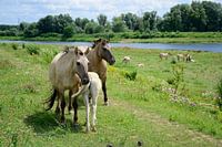 Schattige paardenfamilie