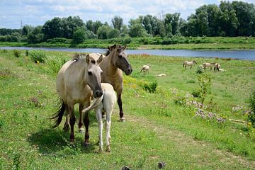 Schattige paardenfamilie van Frank's Awesome Travels