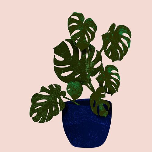 Monstera plant in blue pot.