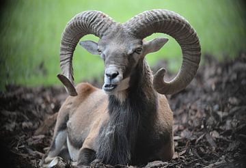 Der Steinbock von Eduard Martin