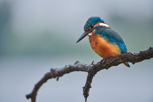 IJsvogel