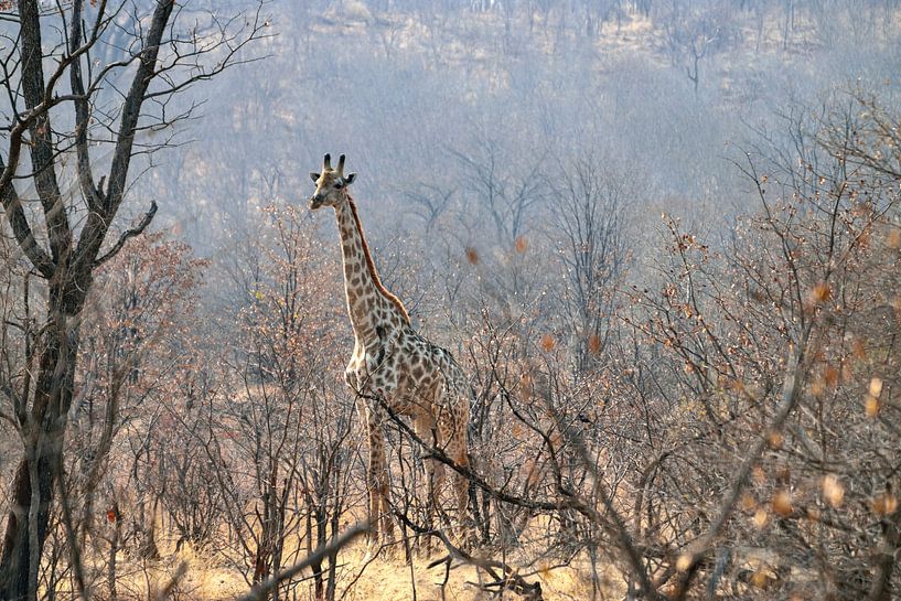 Giraffe among the trees by Merijn Loch