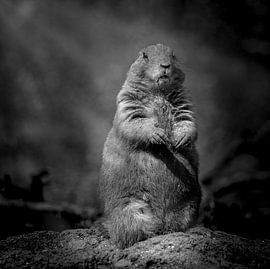 Ok, ik'ben hier.... van Dinu Szabo