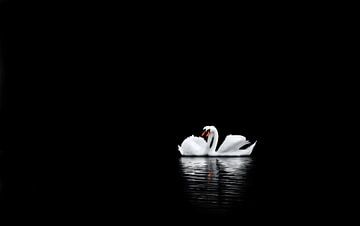 A swan couple by Leny Silina Helmig