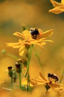 Zweefvliegen op Coreopsis (Meisjesogen)