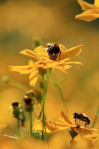 Zweefvliegen op Coreopsis (Meisjesogen)