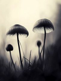 Schwarze weiße Champignons von haroulita