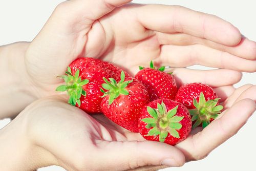 Rijpe aardbeien in beschermende handen
