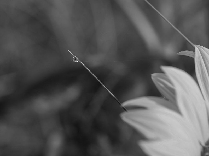 Dew in focus by Mr White Takes Pictures