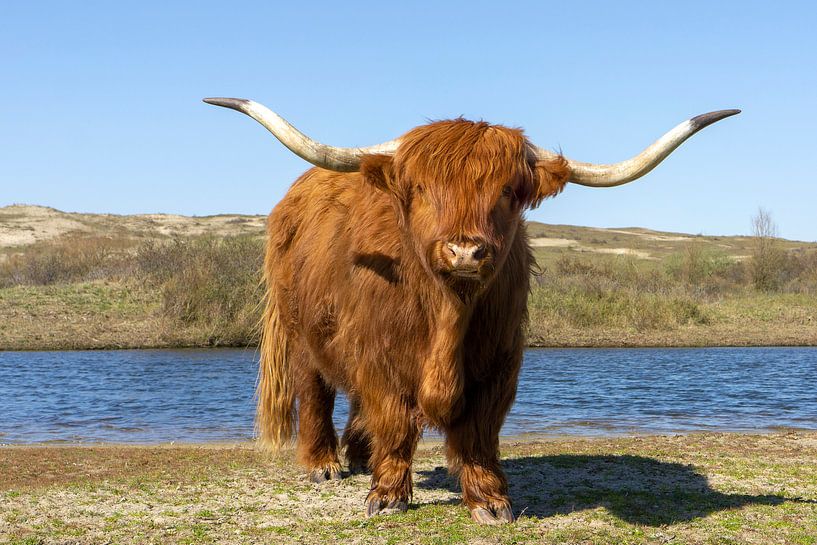 Highlander écossais près de l'eau par Barbara Brolsma