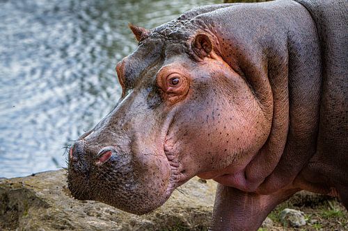 Flusspferd – Neugieriger Blick