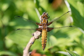 Ventre plat sur une branche avec des fléaux magnifiquement ouverts sur Jolanda Aalbers