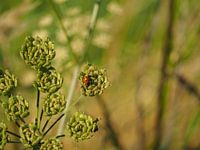Ladybug
