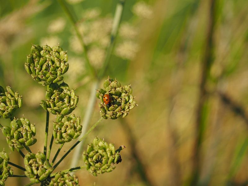 Ladybug by Marieke