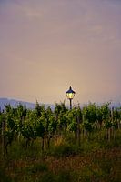 Laterne inmitten der Weinberge bei Sonnenuntergang.