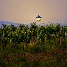 Lantern in the middle of the vineyards at sunset. by Catalina Morales Gonzalez