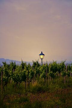 Lantaarn in het midden van de wijngaarden bij zonsondergang.
