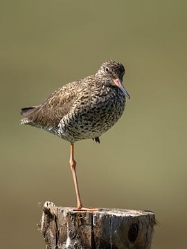 Redshank by Linda Raaphorst