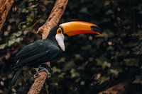 Toucan on a branch