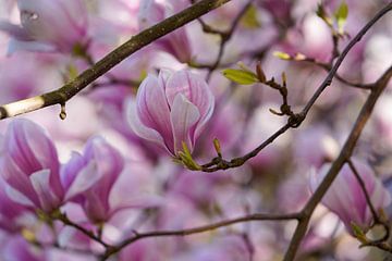 Magnolia pink flowers