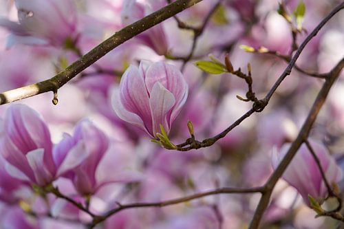 Rosa Magnolienblüten
