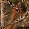 Antilope in Samburu county, Kenia van Andy Troy