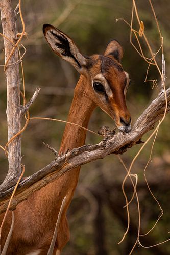Antilope in Samburu county, Kenia