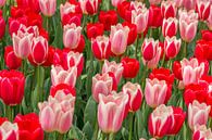 tulp rood -roze van Marco Liberto thumbnail