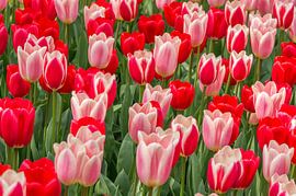 tulip red-pink by Marco Liberto