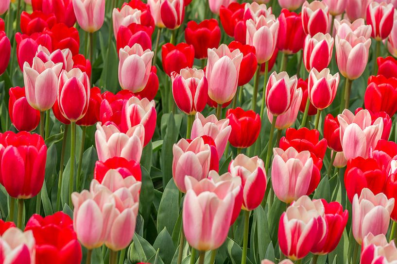 tulip red-pink by Marco Liberto