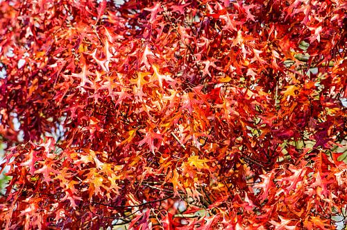 Red foliage