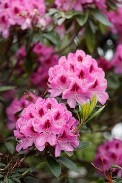 Lila Rhododendronblüte, Close-Up, Deutschland