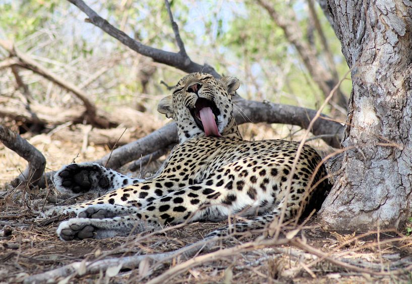 Wachsender Leopard (Ngotso Female) von Melanie & Wiebe Hofstra