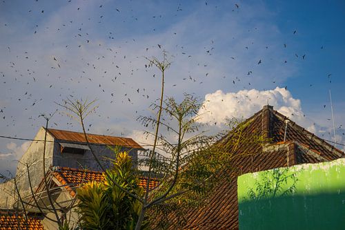 Eine Gruppe von Schwalben in Dompu