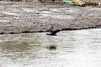 Un cormoran en mouvement au-dessus du lac