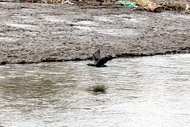 Kormoran unterwegs über dem See von Harald Schottner