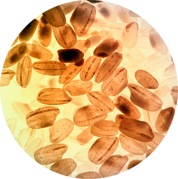 Licht magie - koffiebonen