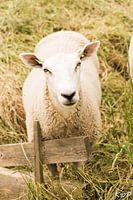one sheep.