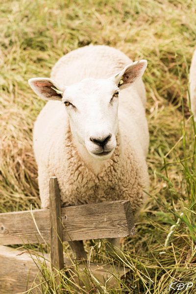 één schaap. van Kyra de Putter